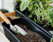 Seed starting