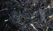 Black Tea Compost