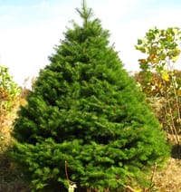 Nordmann Fir