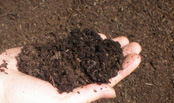 Top Soil