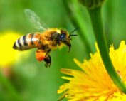 Honeybee with a flower