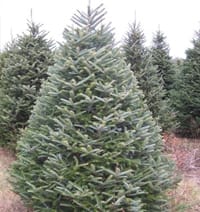 jngg_christmastrees_fraser_fir