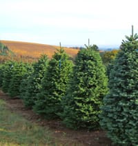 jngg_christmastrees_noble_fir