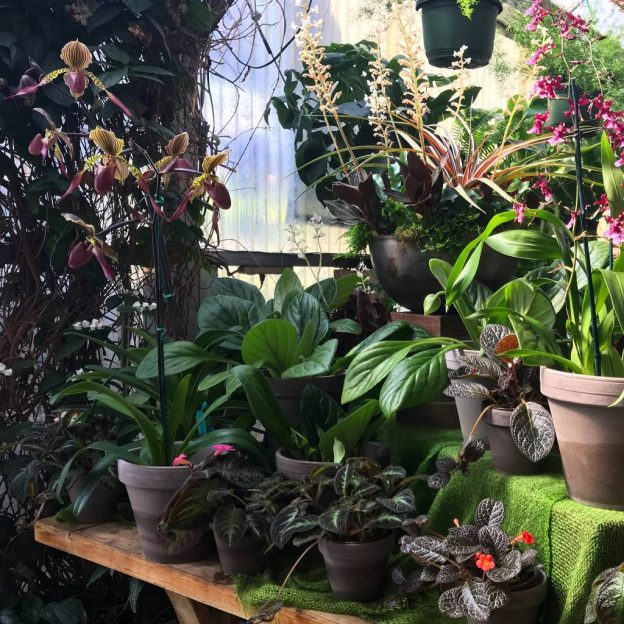 Orchid and Houseplant Class