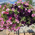 Hanging Basket