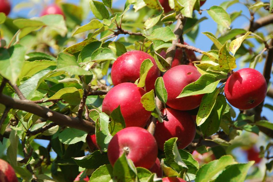 Apple tree fruit